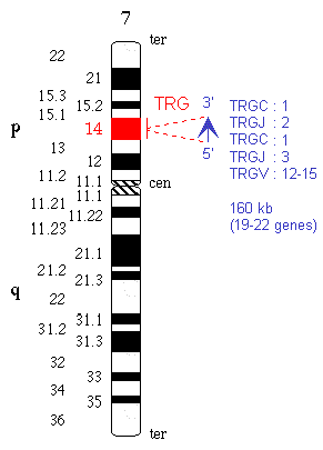 Chromosomal localization human TRG