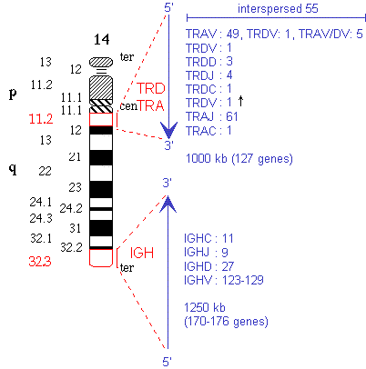 Chromosomal localization human IGH, TRA and TRD