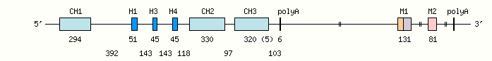 human IGHG3 allele 03