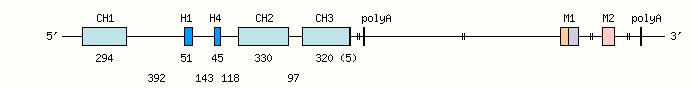 human IGHG3 allele 04