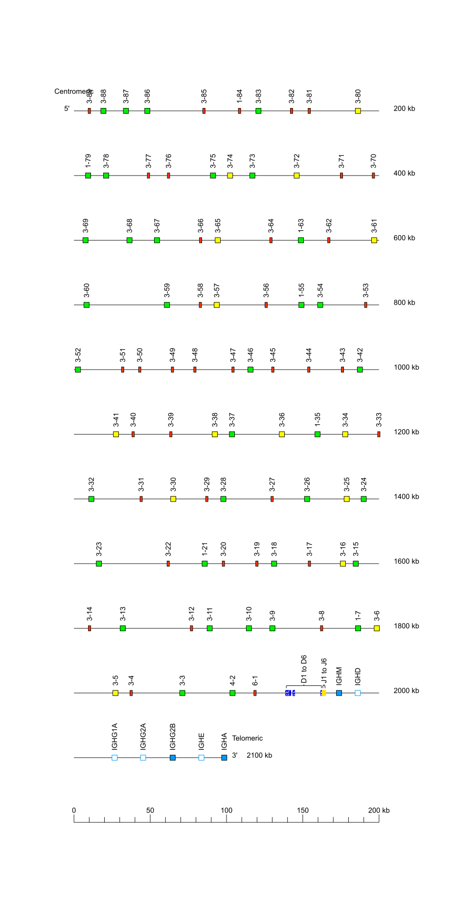 Locus representation Domestic cat (<em>Felis catus</em>) IGH locus on chromosome B3
