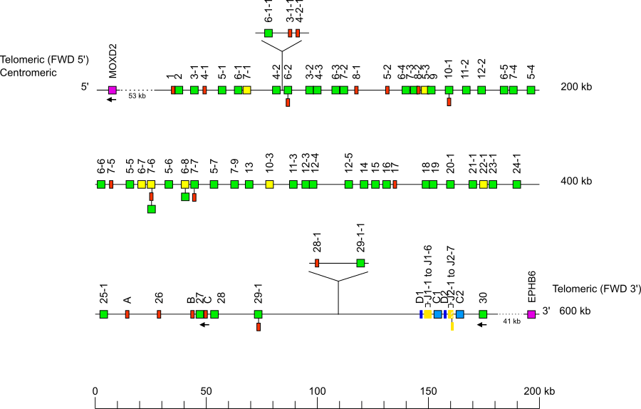 Locus representation western lowland gorilla (<em>Gorilla gorilla gorilla</em>) TRB locus on chromosome 7 Holistic IMGT reference