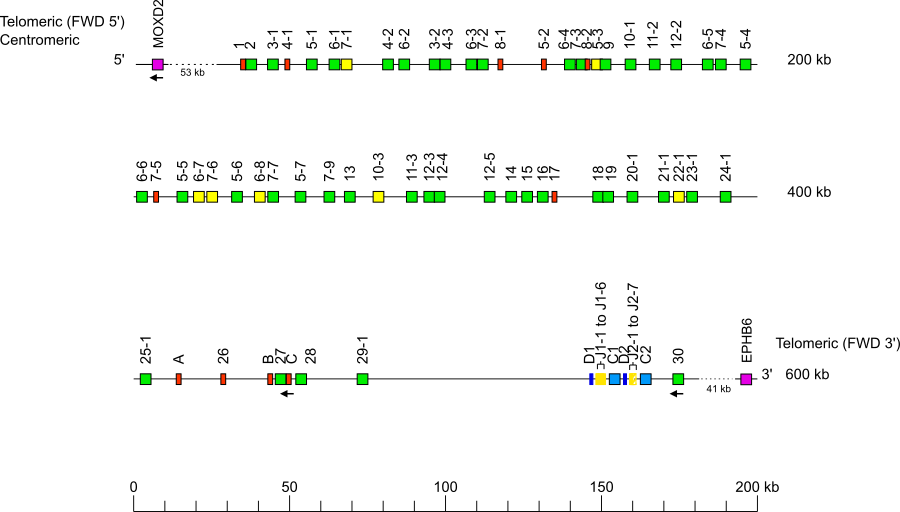 Locus representation western lowland gorilla (<em>Gorilla gorilla gorilla</em>) TRB locus on chromosome 7  assembly Kamilah_GGO_v0
