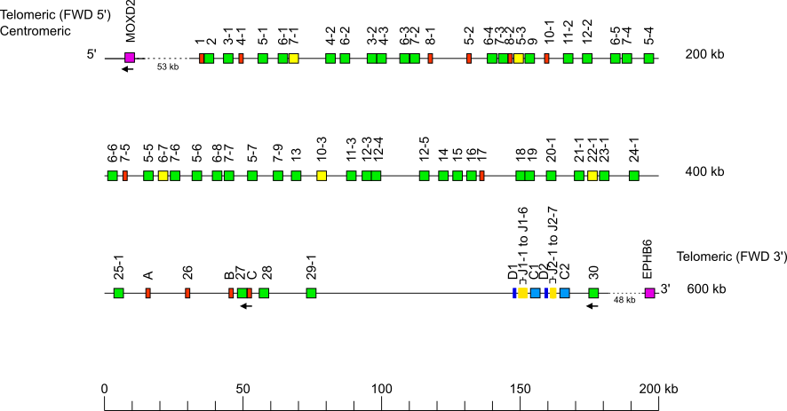 Locus representation western lowland gorilla (<em>Gorilla gorilla gorilla</em>) TRB locus on chromosome 7  assembly NHGRI_mGorGor1-v1.1-0.2.freeze_pat