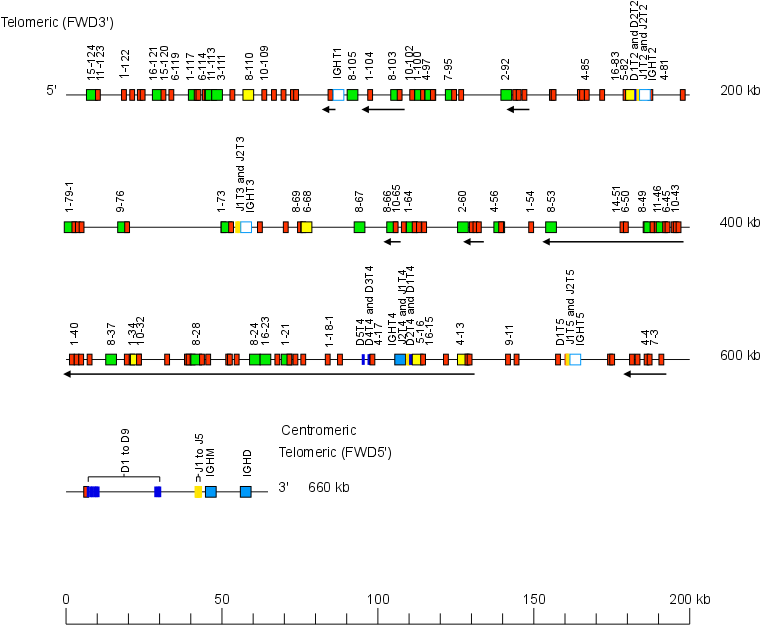 Locus representation Atlantic salmon (<em>Salmo salar</em>) IGH locus on chromosome 6 (locus A - Salsal ssa06)