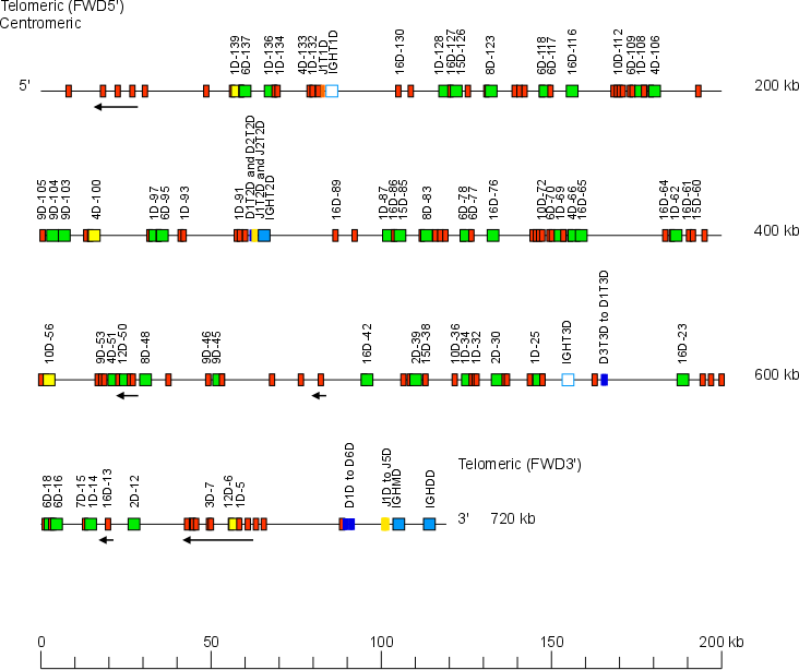 Locus representation Atlantic salmon (<em>Salmo salar</em>) IGH locus on chromosome 3 (locus B - Salsal ssa03)