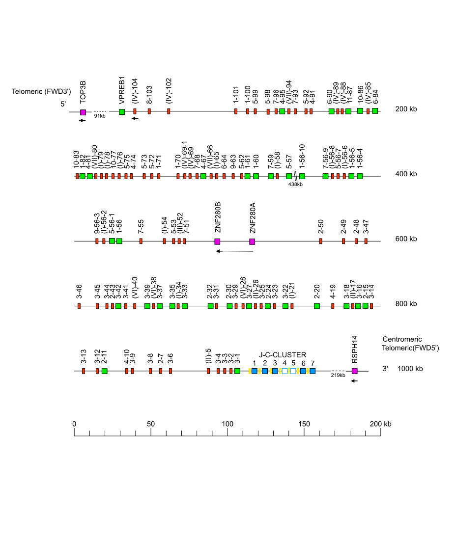 Locus representation Bornean orangutan (<em>Pongo pygmaeus</em>) IGL locus on chromosome 23  assembly NHGRI_mPonPyg2-v2.1_alt