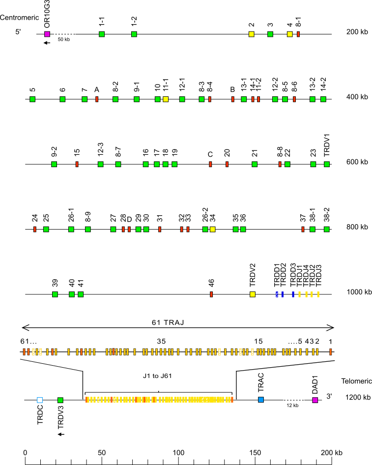 Locus representation Bornean orangutan (<em>Pongo pygmaeus</em>) TRA/TRD locus on chromosome 15