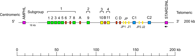 Locus representation Bornean orangutan (<em>Pongo pygmaeus</em>) TRG locus Holistic IMGT reference