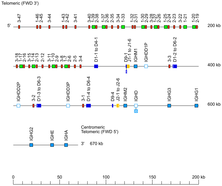 IMGT Repertoire (IG and TR)