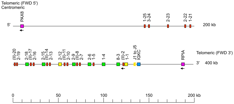 Locus representation bovine (<em>Bos taurus</em>) IGK locus on chromosome 11