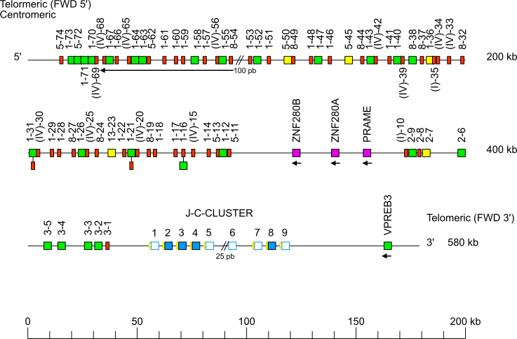 Locus representation bovine (<em>Bos taurus</em>) IGL locus on chromosome 17