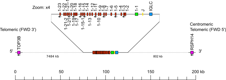 Locus representation chicken (<em>Gallus gallus</em>) IGL locus on chromosome 15