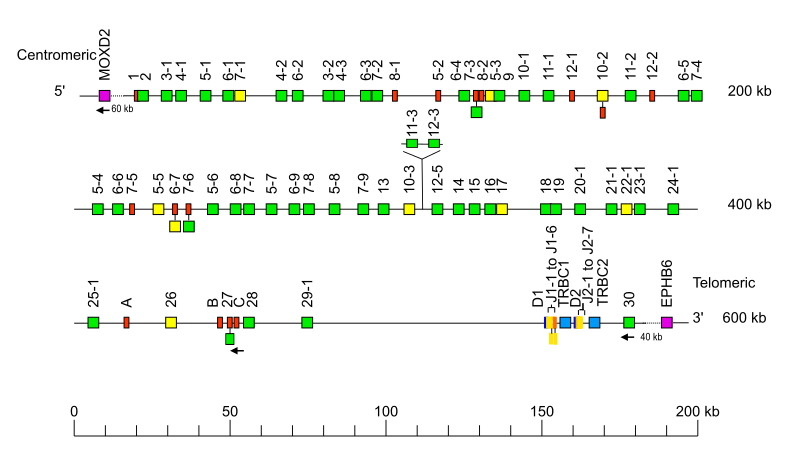 Locus representation chimpanzee (<em>Pan troglodytes</em>) TRB locus on chromosome 6 Holistic IMGT reference TRB