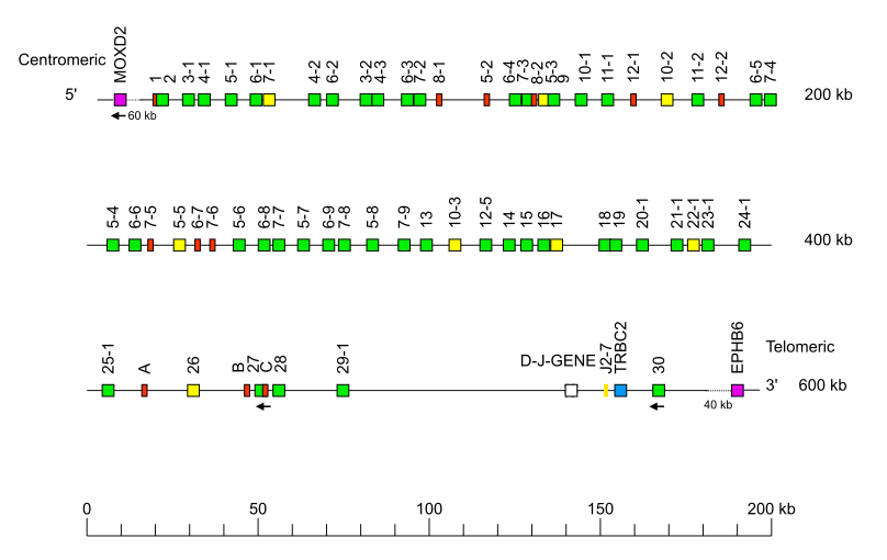 Locus representation chimpanzee (<em>Pan troglodytes</em>) TRB locus on chromosome 6  assembly NHGRI_mPanTro3-v2.0_alt (isolate AG18354)