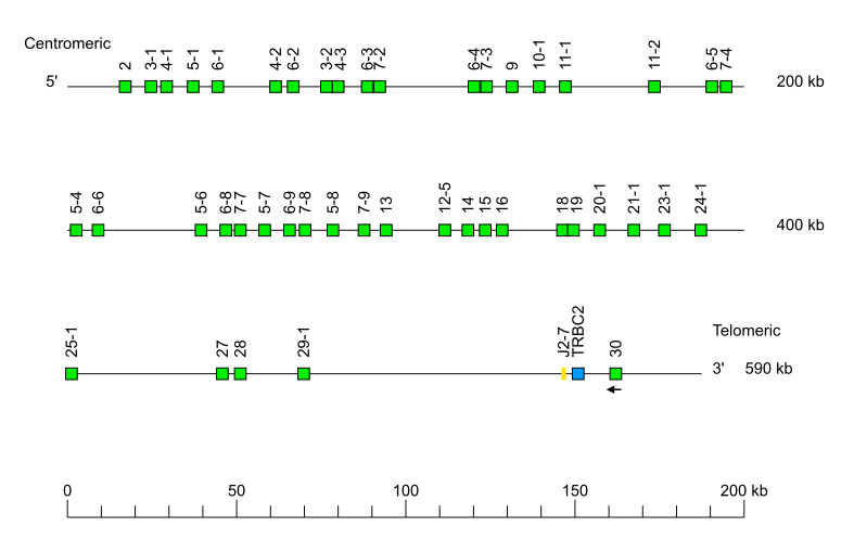 Locus representation chimpanzee (<em>Pan troglodytes</em>) TRB locus on chromosome 6  assembly NHGRI_mPanTro3-v2.0_alt (isolate AG18354)