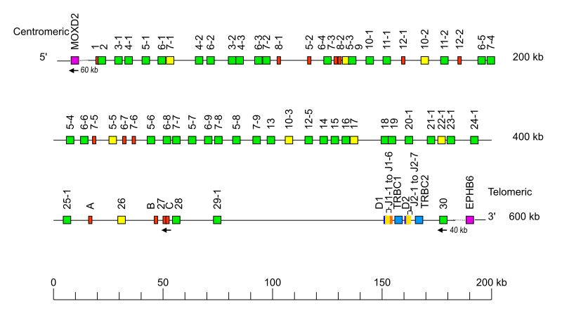 Locus representation chimpanzee (<em>Pan troglodytes</em>) TRB locus on chromosome 6  assembly NHGRI_mPanTro3-v2.1_pri (isolate AG18354)