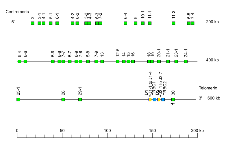 Locus representation chimpanzee (<em>Pan troglodytes</em>) TRB locus on chromosome 6  assembly NHGRI_mPanTro3-v2.1_pri (isolate AG18354)