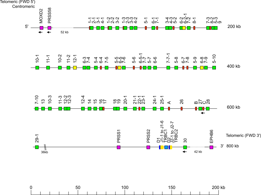Locus representation Crab-eating macaque (<em>Macaca fascicularis</em>) TRB locus on chromosome 3