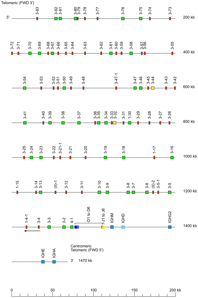 Locus representation dog (<em>Canis lupus familiaris</em>) IGH locus on chromosome 8