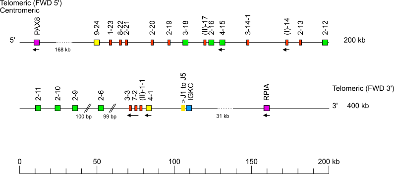 IMGT Repertoire (IG and TR)
