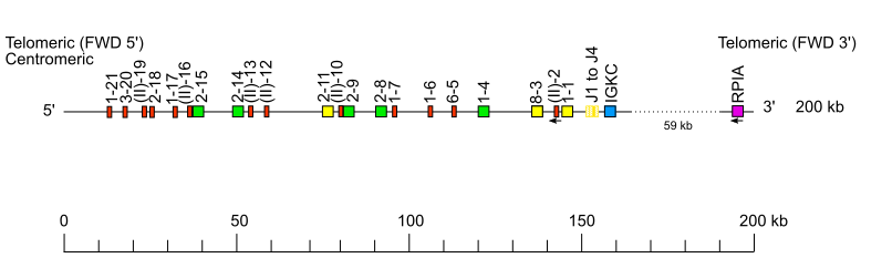 Locus representation goat (<em>Capra hircus</em>) IGK locus on chromosome 11