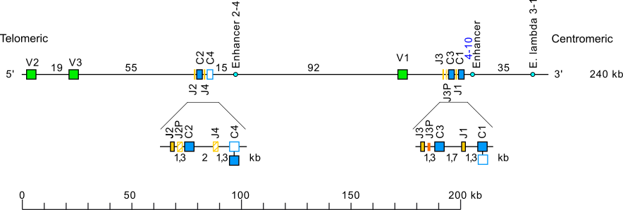 Locus representation house mouse (<em>Mus musculus</em>) IGL locus on chromosome 16 (16A3) at 13cM