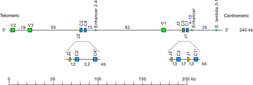 Locus representation house mouse (<em>Mus musculus</em>) IGL locus on chromosome 16 (16A3) at 13cM