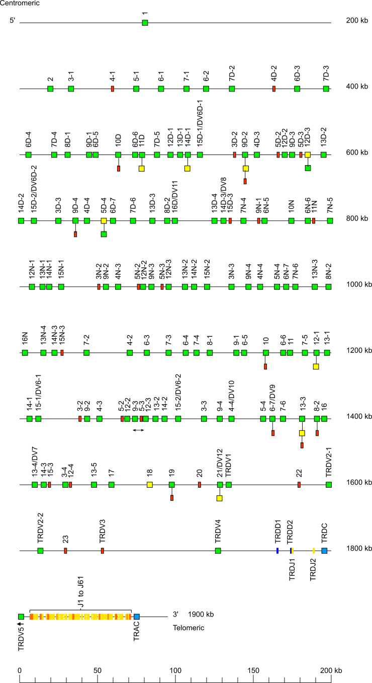 Locus representation house mouse (<em>Mus musculus</em>) TRA locus on chromosome 14 (14C2) at 19.7cM