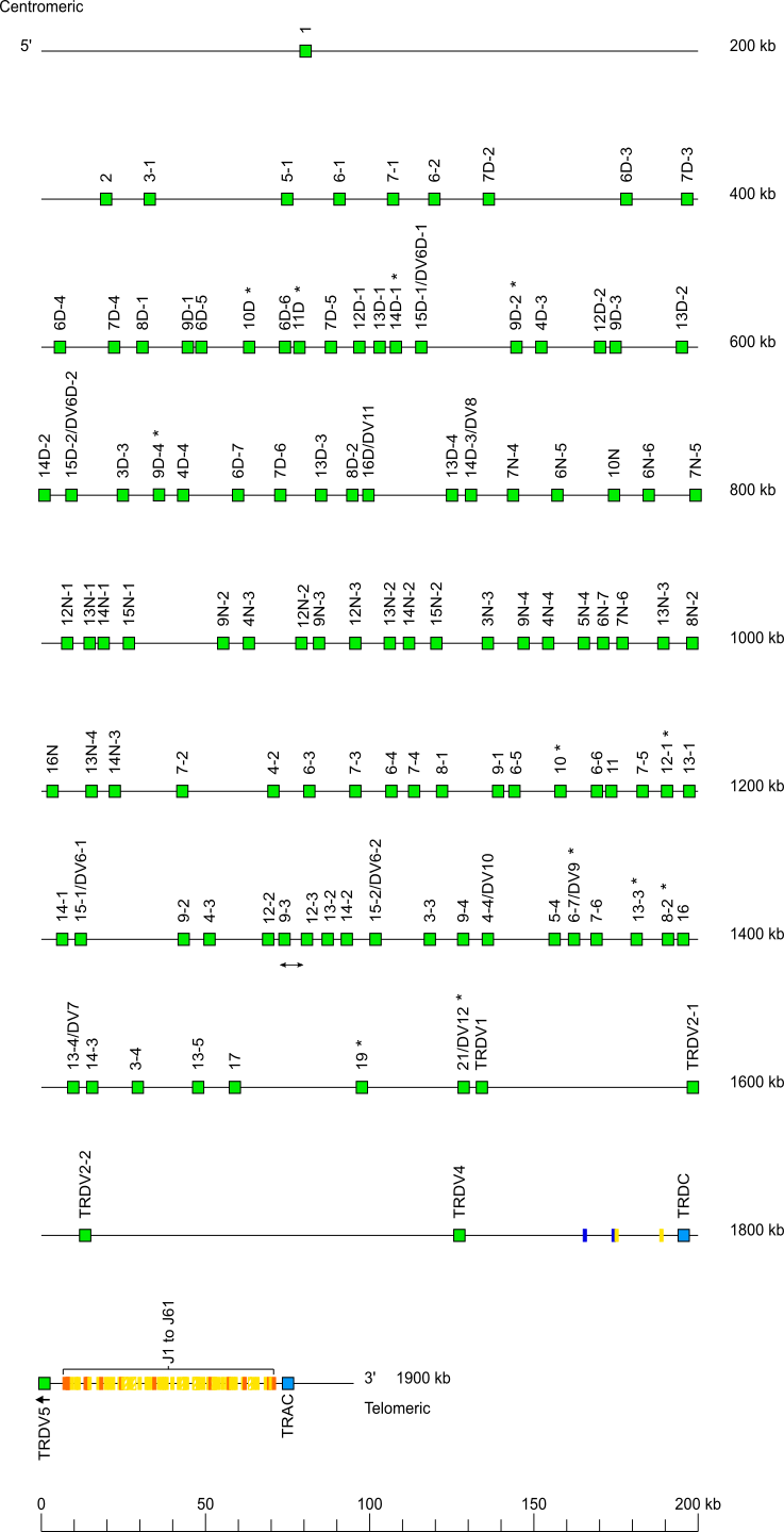 Locus representation house mouse (<em>Mus musculus</em>) TRA locus on chromosome 14 (14C2) at 19.7cM