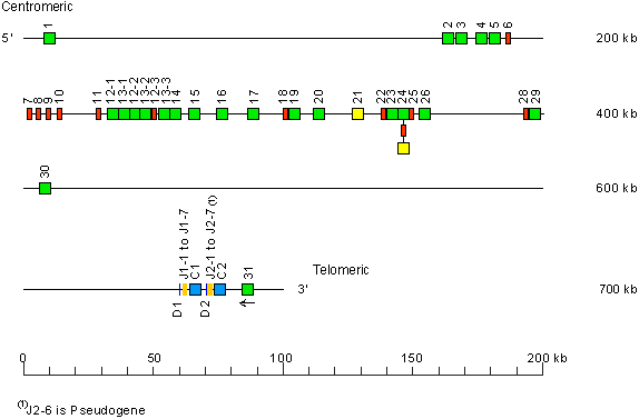 Locus representation house mouse (<em>Mus musculus</em>) TRB locus on chromosome 6 (6B1)