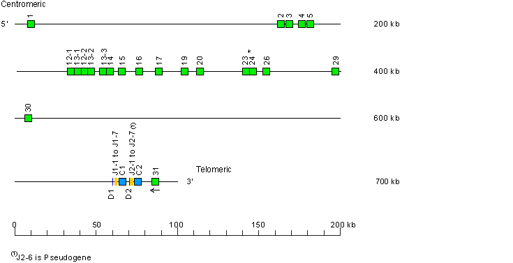 Locus representation house mouse (<em>Mus musculus</em>) TRB locus on chromosome 6 (6B1)