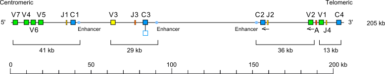 Locus representation house mouse (<em>Mus musculus</em>) TRG locus on chromosome 13 (13A2)