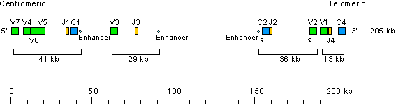Locus representation house mouse (<em>Mus musculus</em>) TRG locus on chromosome 13 (13A2)