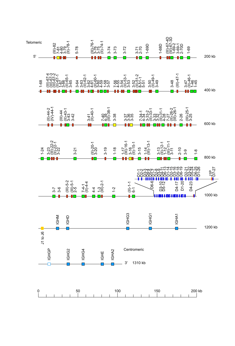 Locus representation human (<em>Homo sapiens</em>) IGH locus  assembly ASM3717755v1 (<em>Saudi</em>)