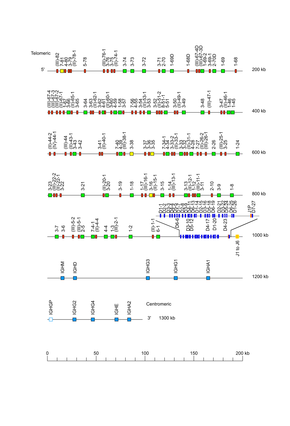 Locus representation human (<em>Homo sapiens</em>) IGH locus  assembly ASM3717763v1 (<em>Saudi</em>)