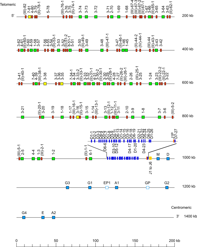 Locus representation human (<em>Homo sapiens</em>) IGH locus on chromosome 14 (14q32.33)  assembly GRCh37.p13