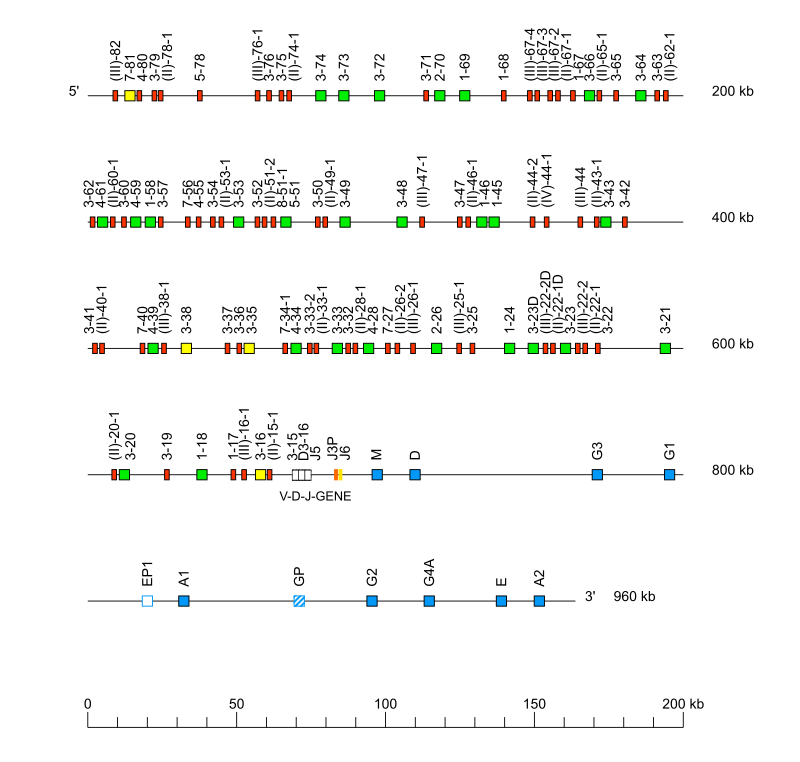 Locus representation human (<em>Homo sapiens</em>) IGH locus  assembly HG005.alt.pat.f1_v2 (<em>Asian</em>)
