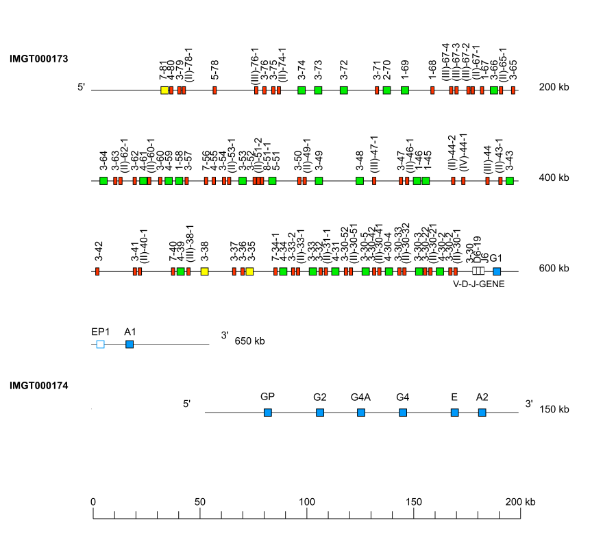 Locus representation human (<em>Homo sapiens</em>) IGH locus  assembly HG01243.alt.pat.f1_v2 (<em>Puerto rican</em>)