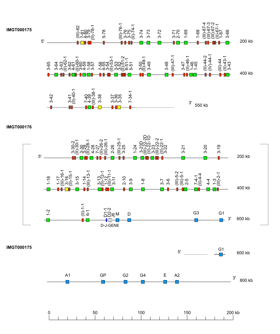 Locus representation human (<em>Homo sapiens</em>) IGH locus  assembly HG01243.pri.mat.f1_v2 (<em>Puerto rican</em>)
