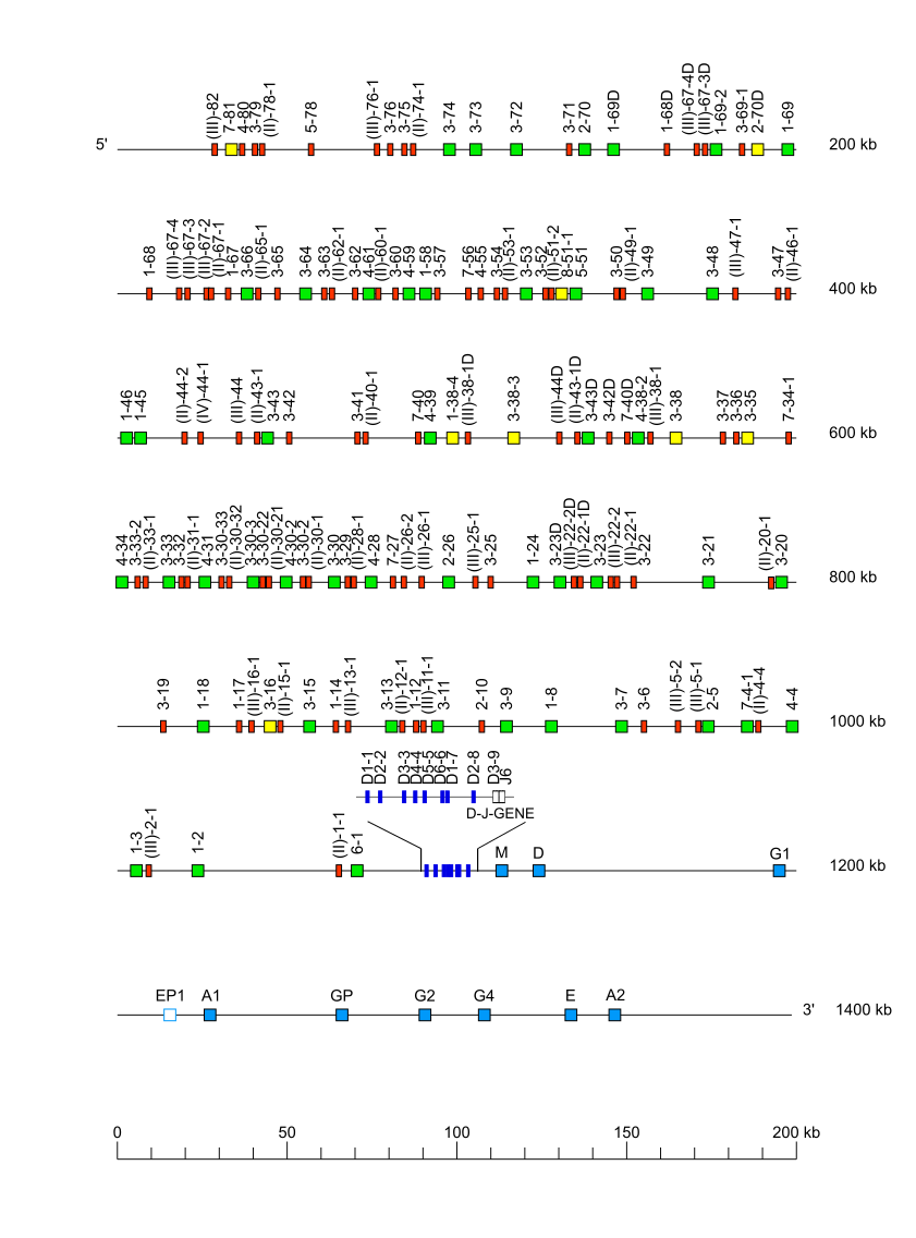 Locus representation human (<em>Homo sapiens</em>) IGH locus  assembly NA19240.alt.pat.f1_v2 (<em>African Yoruba</em>)