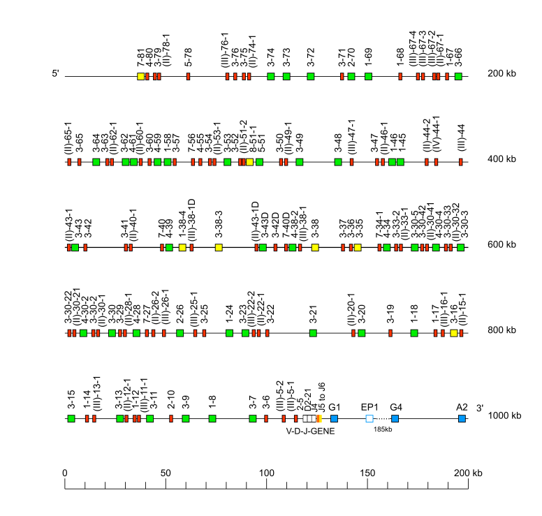 Locus representation human (<em>Homo sapiens</em>) IGH locus  assembly NA19240.pri.mat.f1_v2 (<em>African Yoruba</em>)