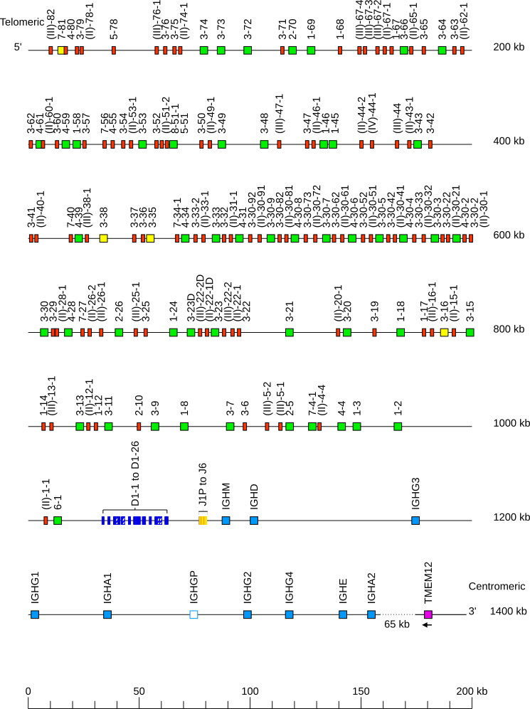 Locus representation human (<em>Homo sapiens</em>) IGH locus on chromosome 14 (14q32.33)  assembly T2T_YAO_v2_mat (<em>Asian, Han Chinese</em>)