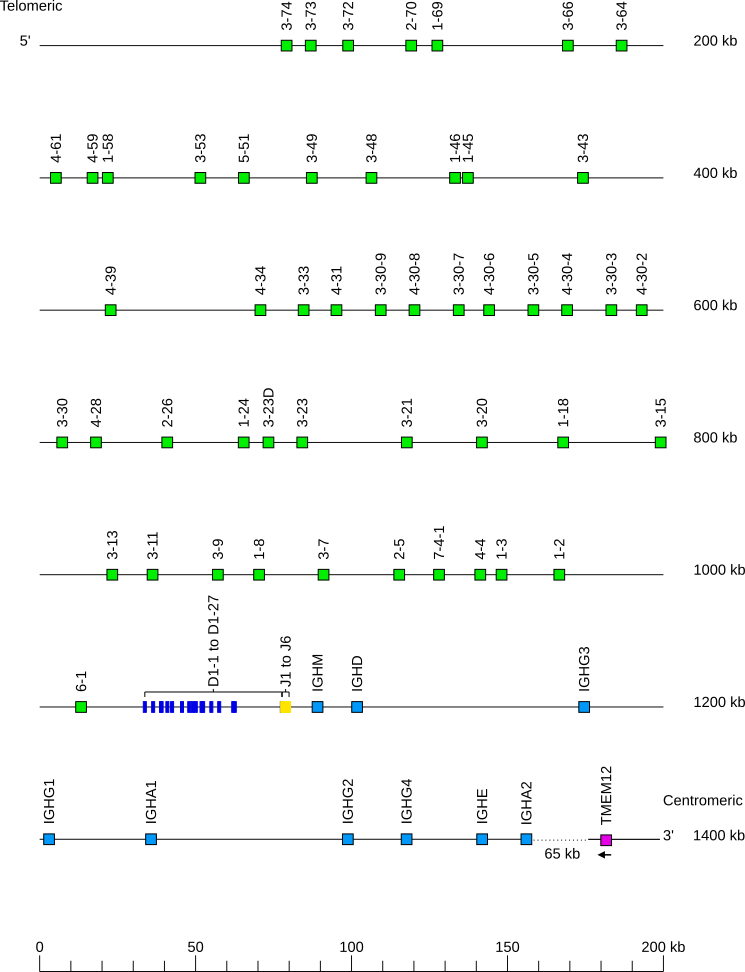 Locus representation human (<em>Homo sapiens</em>) IGH locus on chromosome 14 (14q32.33)  assembly T2T_YAO_v2_mat (<em>Asian, Han Chinese</em>)