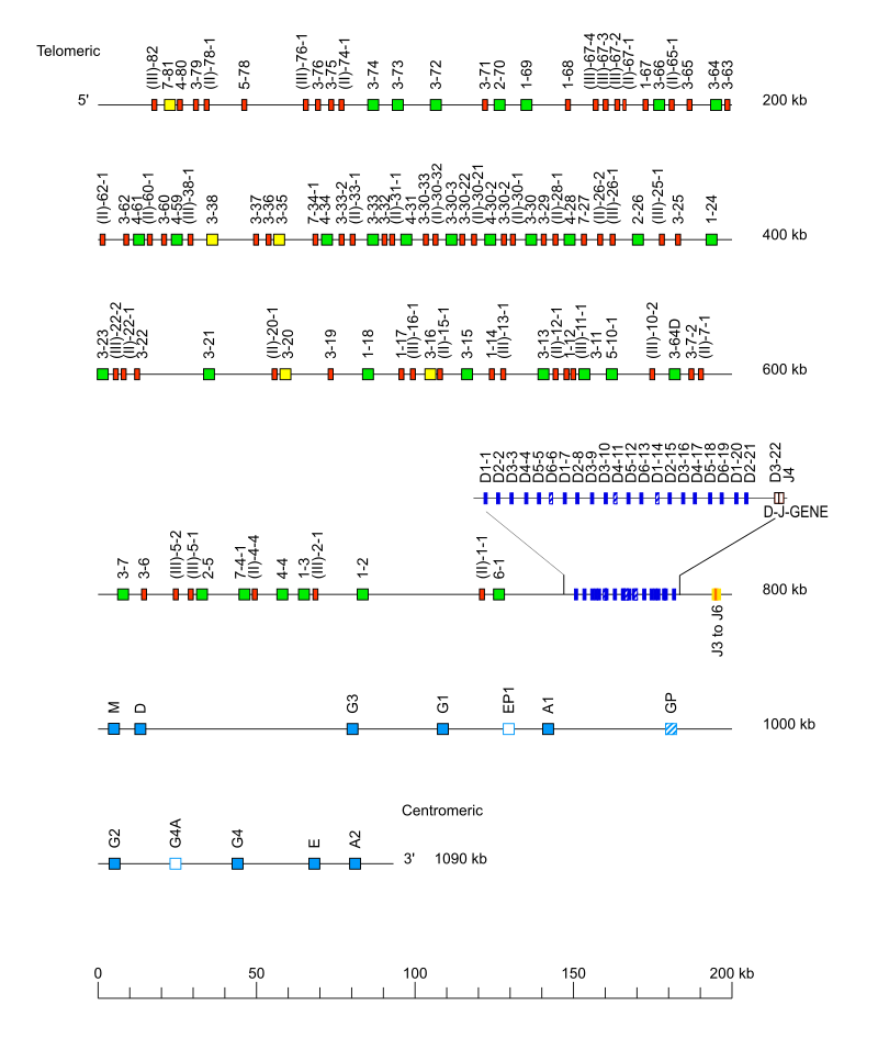 Locus representation human (<em>Homo sapiens</em>) IGH locus  assembly hg002v1.0.1.mat (<em>Caucasian (Eastern European Ashkenazic Jewish)</em>)