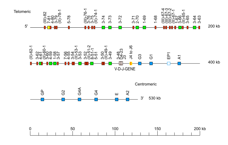 Locus representation human (<em>Homo sapiens</em>) IGH locus  assembly hg002v1.0.1.pat (<em>Caucasian (Eastern European Ashkenazic Jewish)</em>)