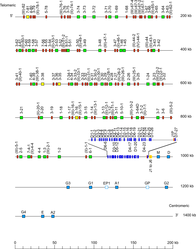 Locus representation human (<em>Homo sapiens</em>) IGH locus on chromosome 14 (14q32.33)  assembly mHomSap3.mat (<em>African, European, Native American</em>)