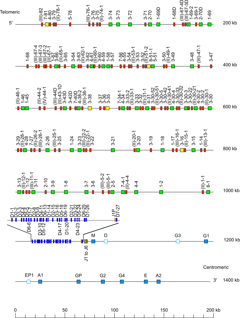 Locus representation human (<em>Homo sapiens</em>) IGH locus on chromosome 14 (14q32.33)  assembly mHomSap3.pat (<em>African, European, Native American</em>)