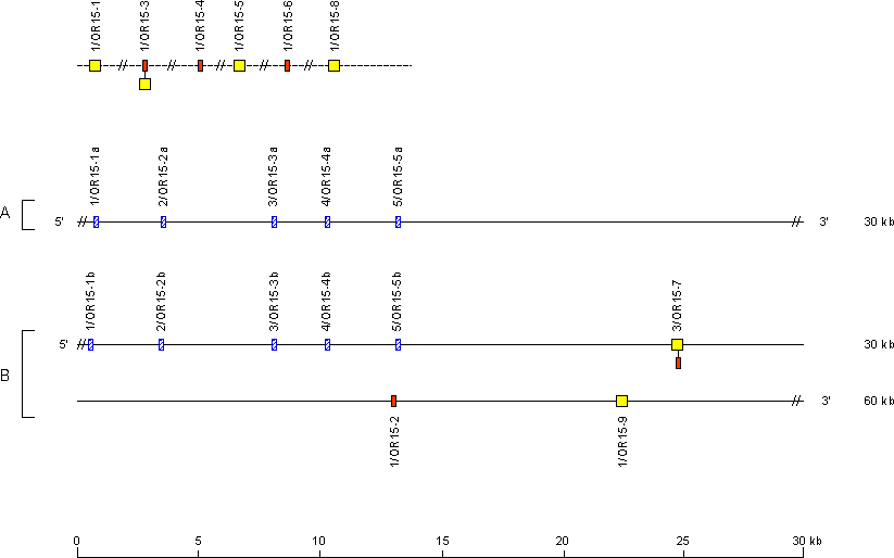 Human IGH orphons on chromosome 15 (15q11.2)