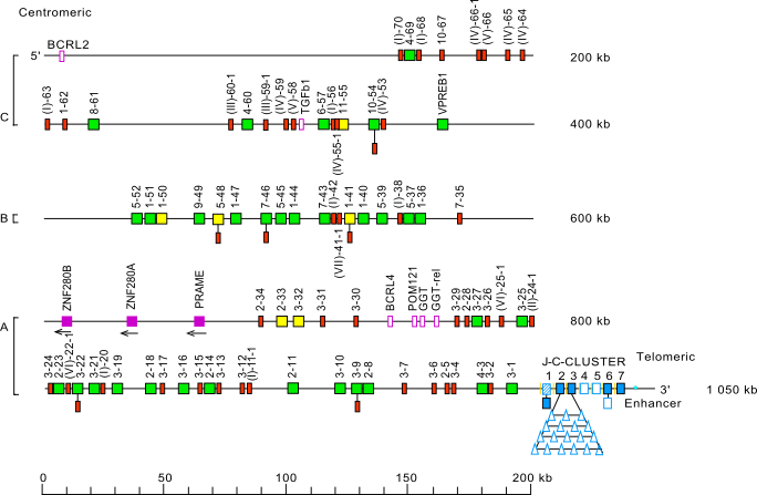 Locus representation human (<em>Homo sapiens</em>) IGL locus on chromosome 22 (22q11.2)